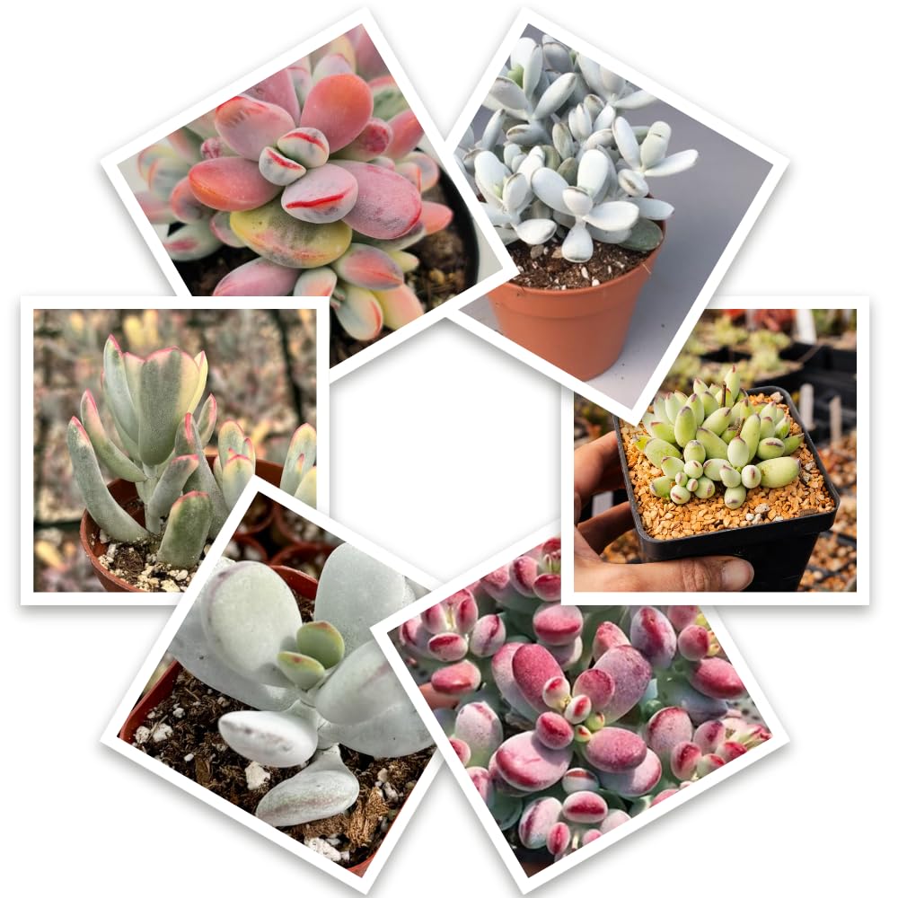 2 Rare Orbiculata Cotyledon Succulent Live Plants 2" Potted, Fast-Growing Trailing Succulent Rare House Plant for Home Office Decoration