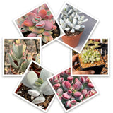 2 Rare Orbiculata Cotyledon Succulent Live Plants 2" Potted, Fast-Growing Trailing Succulent Rare House Plant for Home Office Decoration