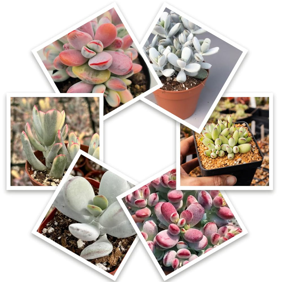 2 Rare Orbiculata Cotyledon Succulent Live Plants 2" Potted, Fast-Growing Trailing Succulent Rare House Plant for Home Office Decoration