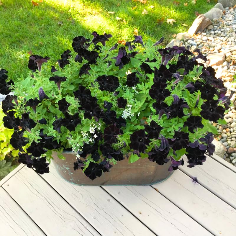 Black Petunia Plants for Planting, Ready to Grow Petunia Flowers, Vibrant Black Flowers, 2 Pots 3-5 Inches