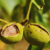 2 Pecan Plant Live Bare Roots, Pecan Tree Seedling from 8 to 10 Inc Tall, Easy to Plant Outdoor