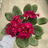 Burgundy Red African Violets Live Plant in 4" Pot, Starter African Violet for HouseplantIndoor Outdoor Home Decor