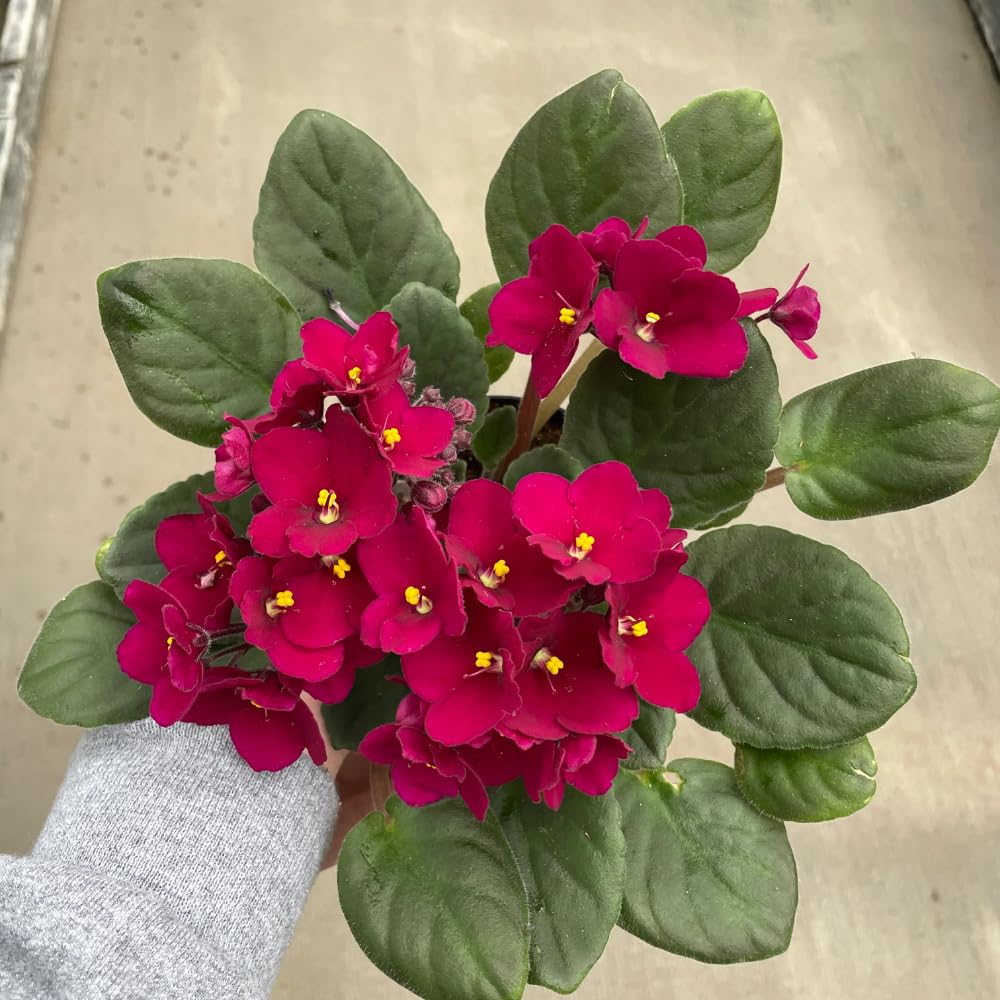Burgundy Red African Violets Live Plant in 4" Pot, Starter African Violet for HouseplantIndoor Outdoor Home Decor