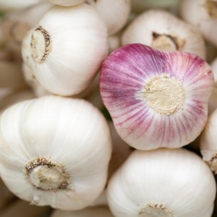 1 LB Jumbo Size Blue Music Garlic for Planting in Spring, Softneck Hardneck Garlic Bulbs for Planting, Fresh and High Yield, Cold Hardy, Fast-Growing, 5-6 Bulbs Garlic