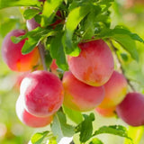 Wild Plum Tree Live Plant, 1 Year Old Bare Root, Plum Tree for Planting, 10 to 15 Inc Tall for Outdoor Planting