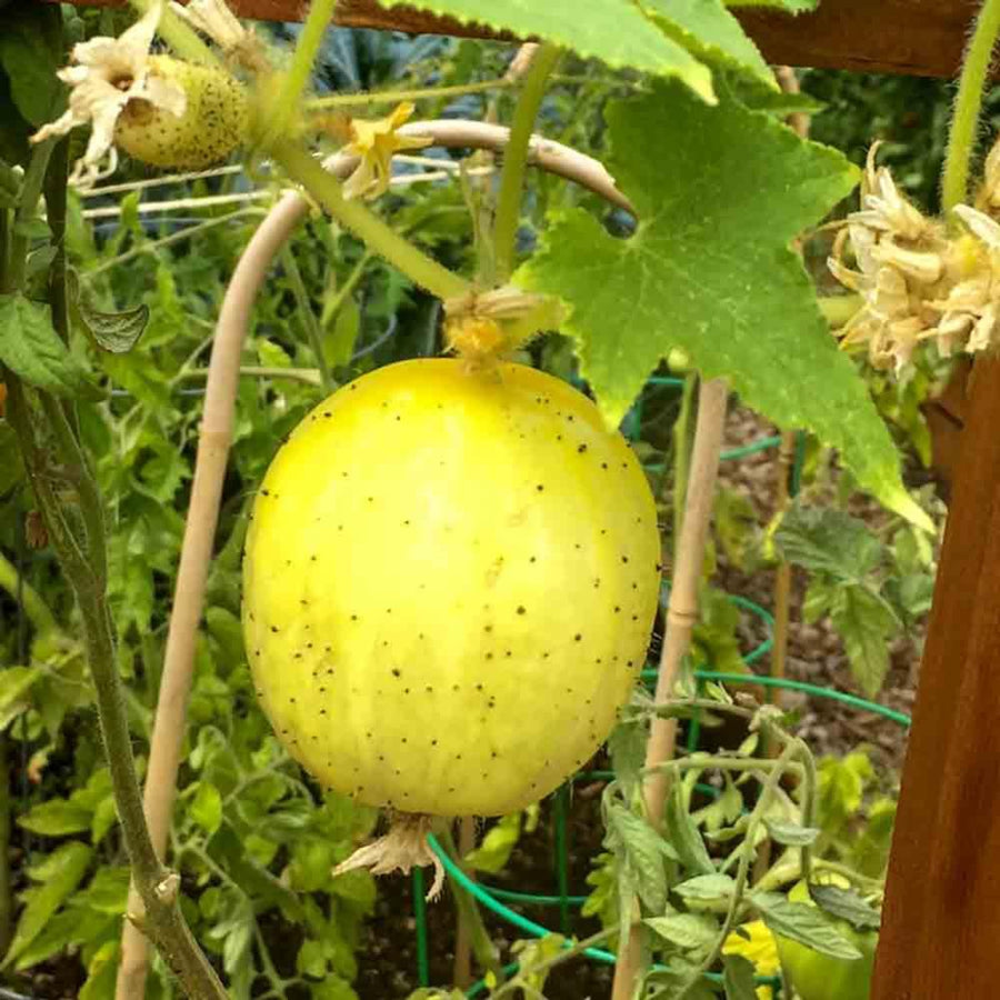 Lemon Cucumber Plants Live, 6-8 Inches Tall in 4 Inch Pot, 2 Plants Per Pot, Vegetable Plants for Garden or Containers