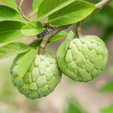 Sugar Apple Tree Live Plant 2-3 Feet Tall, in 1 Gallon Pot, Annona Squamosa Sugar Apple Fruit Tree
