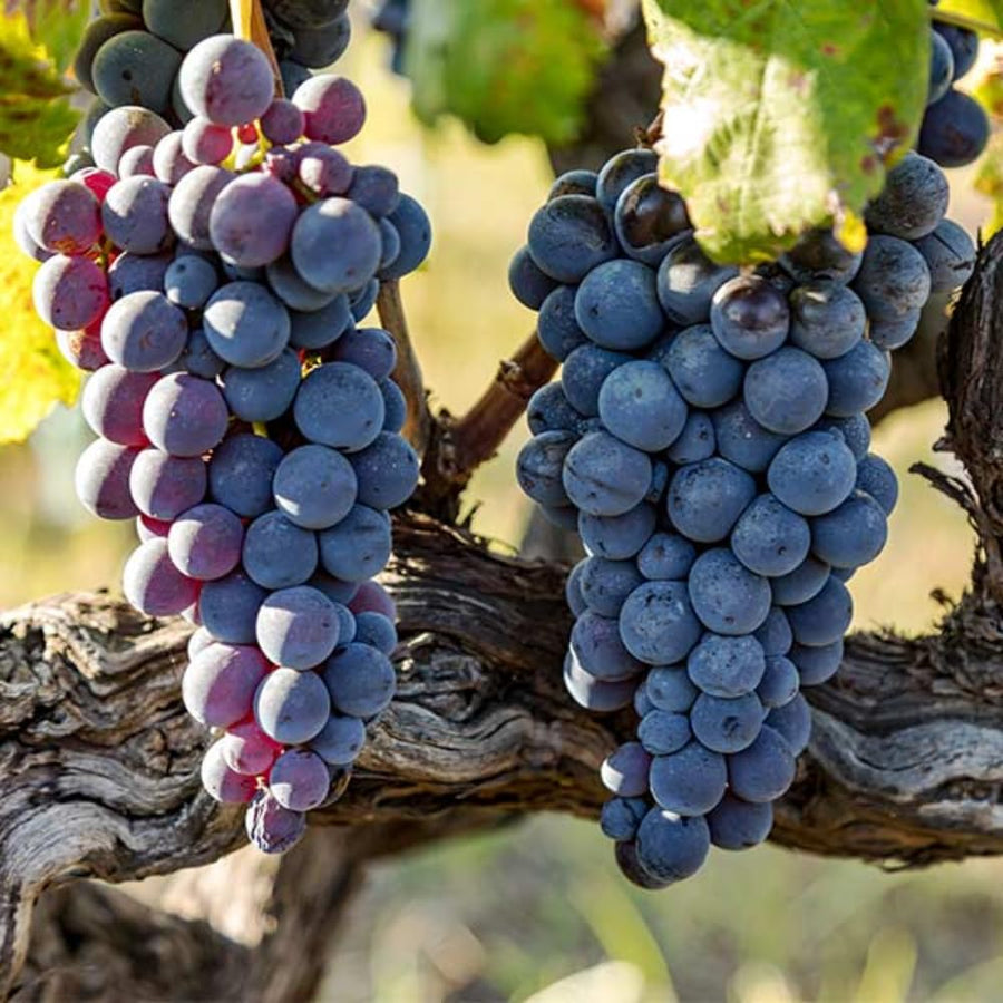 Red Blue Grape Vine Plant Live for Planting, Grape Plant Live Grape Tree 1-2 Years Old, Grape Fruit Tree for Planting