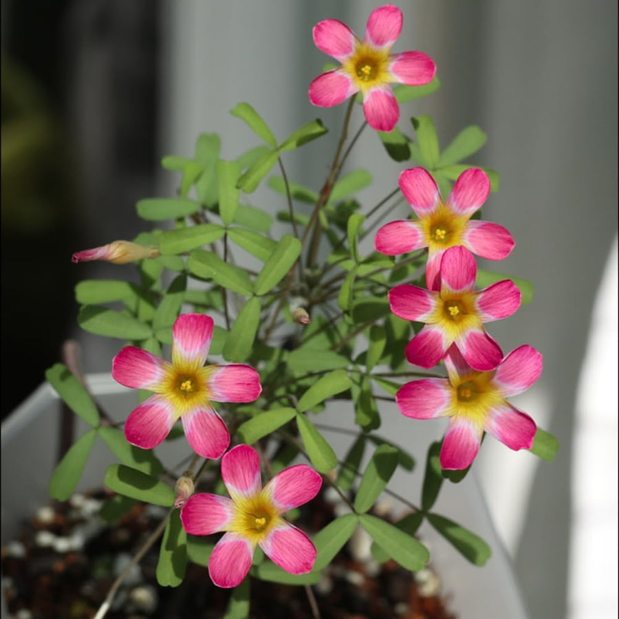 Oxalis Plant Live, Shamrock Spring Flower, 4 Inc Pot, Ornamental Oxalis Plant Live for Indoor Outdoor Garden, 4-8'' Tall (Pink)