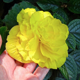 Set 3 Begonia Plants Live, Yellow Begonia Flower Well Rooted 3-5 Inch Tall