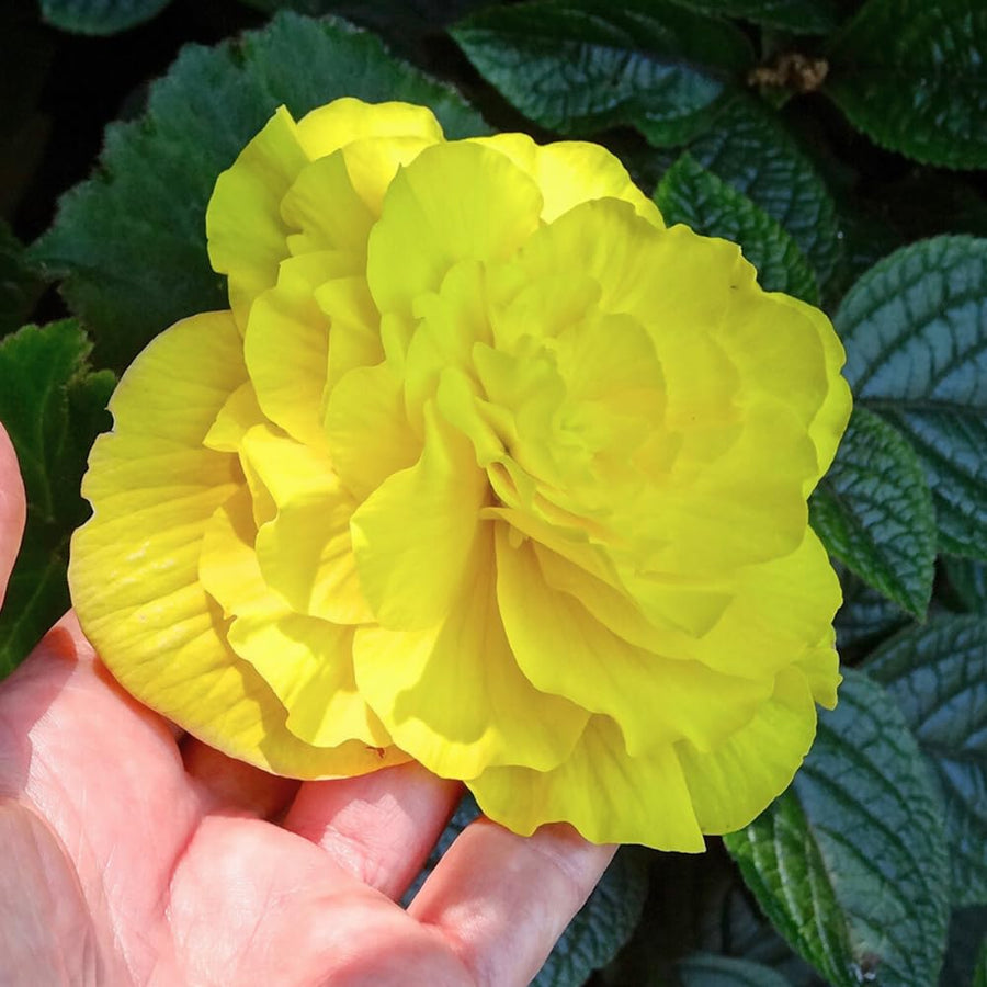 Set 3 Begonia Plants Live, Yellow Begonia Flower Well Rooted 3-5 Inch Tall