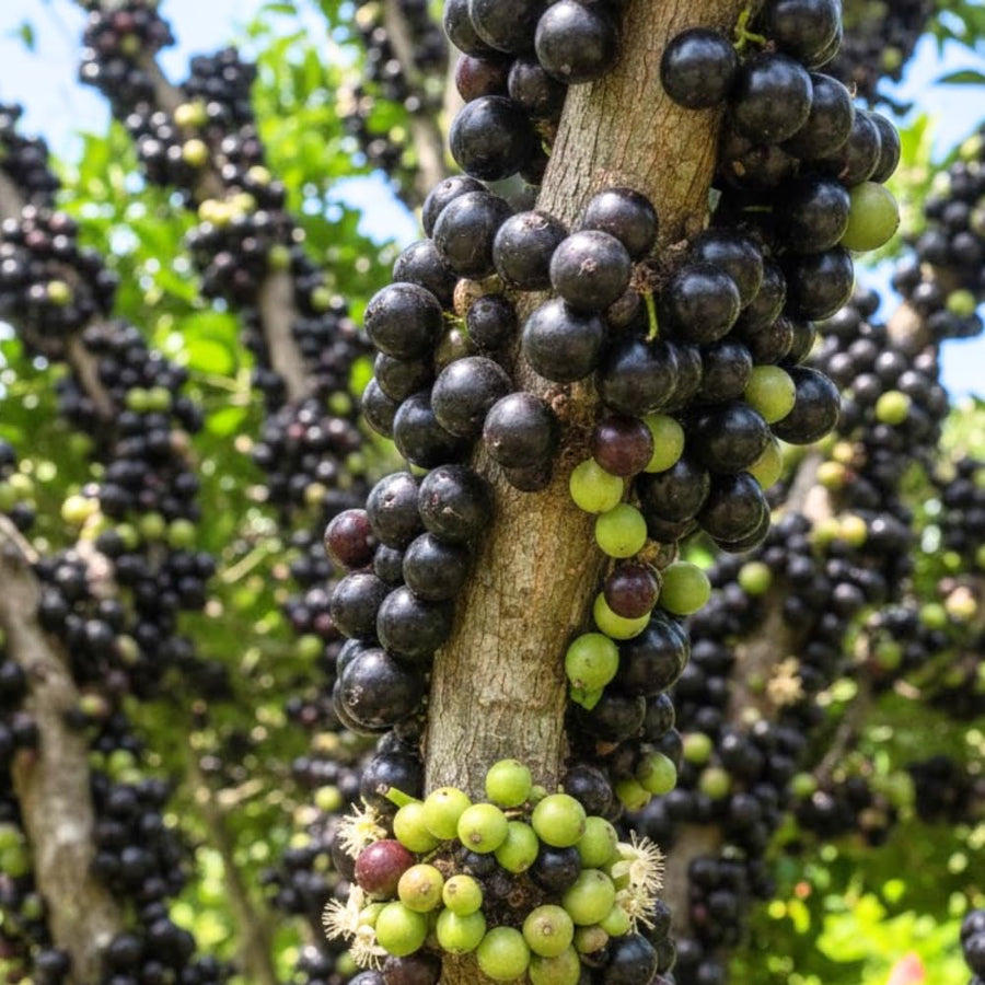 Jaboticaba Tree Live Plant, Sweet and Edible Black Fruit, Jaboticaba Plant Well Rooted for Outdoor Gardening, 2 to 3 Feet Tall