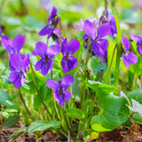 12 Common Blue Violet Live Plants, Viola Sororia Blue Purple Color for Growing, Ground Cover Plants, Bare Roots