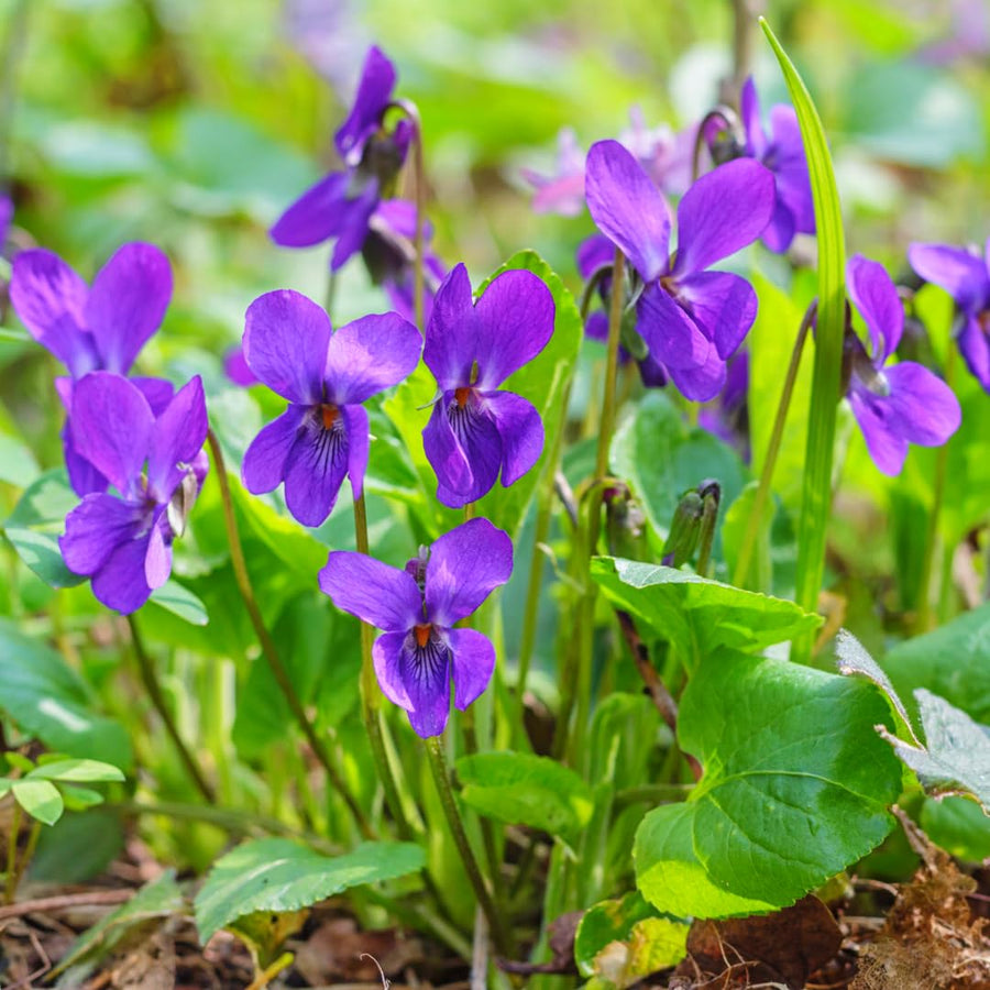 12 Common Blue Violet Live Plants, Viola Sororia Blue Purple Color for Growing, Ground Cover Plants, Bare Roots