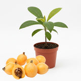 Yellow Loquat Live Plant in 4 inch Pot, 7-10″ Tall Loquat Fruit Plant for Planting, Tropical Fruit Tree Well Rooted