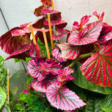 Combo 4 Begonias Houseplant Live Indoor, Red Begonia Maculata Live Plant, Begonias Live Plants Outdoor, 4 to 8 Inc Tall