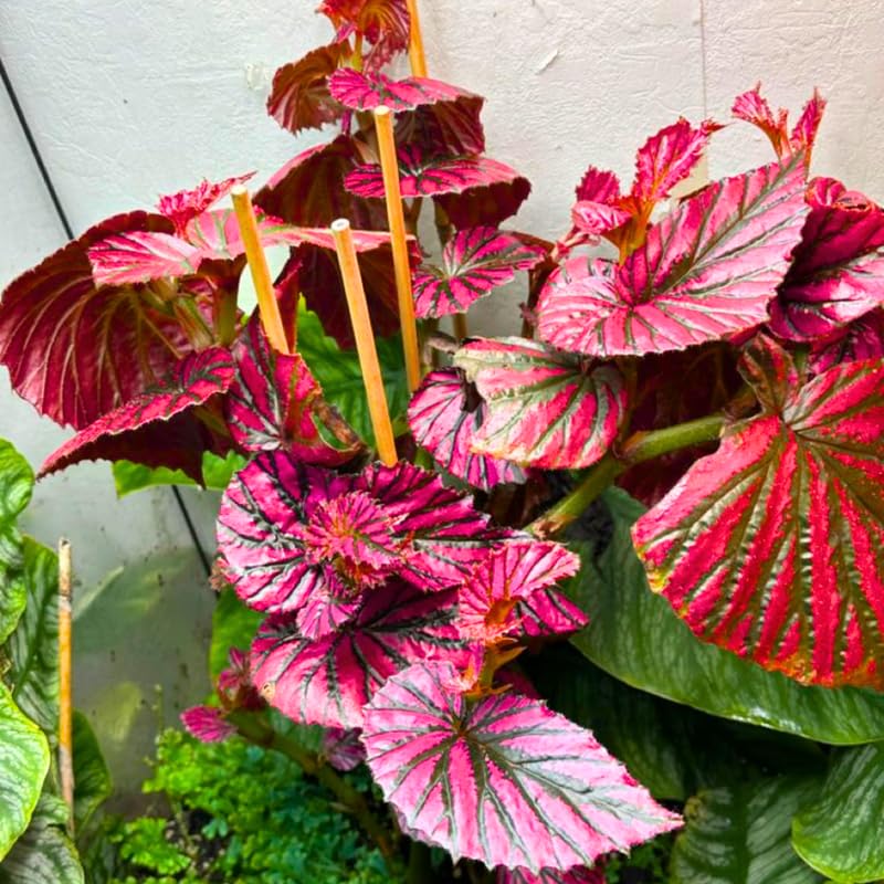 Combo 4 Begonias Houseplant Live Indoor, Red Begonia Maculata Live Plant, Begonias Live Plants Outdoor, 4 to 8 Inc Tall