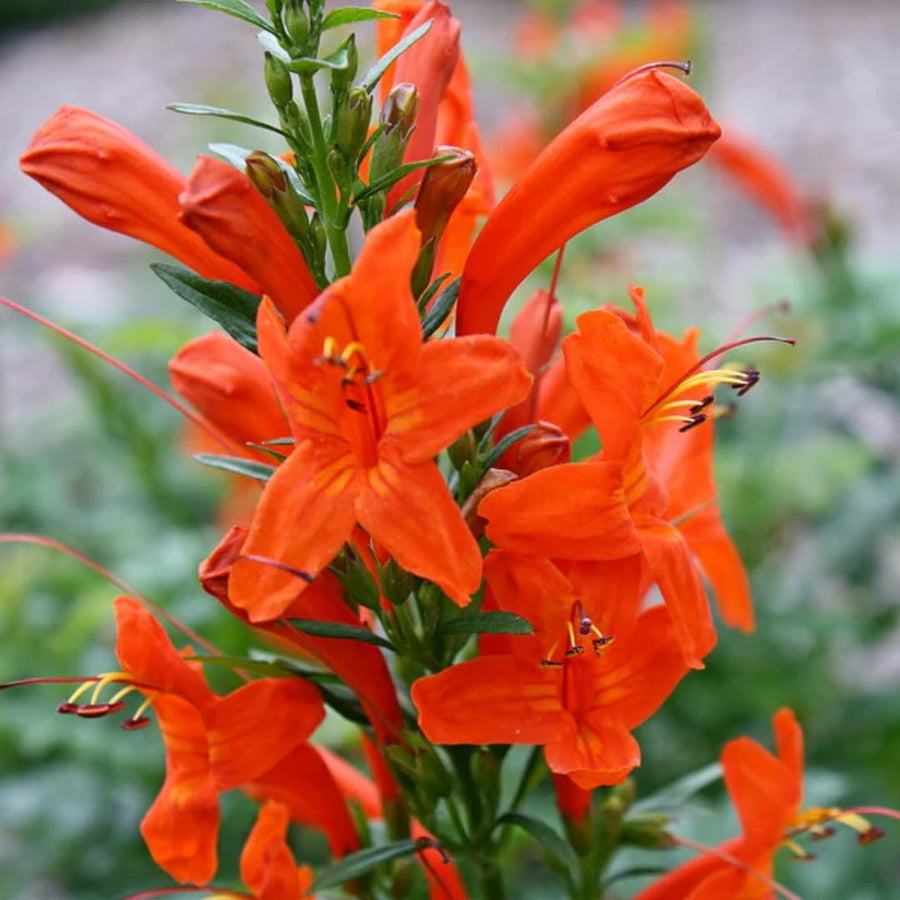 Orange Honeysuckle Live Plant in 4" Pot for Outdoor Growing
