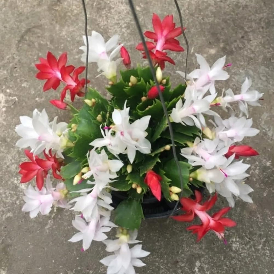 Live Christmas Cactus Plant, Red and White Flowers, Holiday Succulent in 6 Inch Pot for Indoor or Outdoor Growing