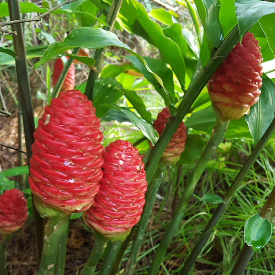 2 Awapuhi Shampoo Ginger Roots for Planting, Zingiber Zerumbet Pinecone Ginger Rhizomes, Fresh Ginger Rhizomes to Grow