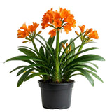 Orange Clivia Plant Live, Clivia Flowering Houseplant in 6 Inch Pot, Perennial Flowering Plant for Containers, Patios, and Indoors