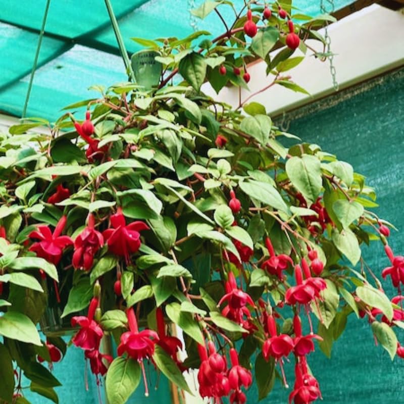 Hardy Fuchsia Plants Live Hanging Basket, Red Fuchsia Plant Pot, 5 Inches Pot, Perennial Colorful Flower Plant
