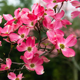 2 Pink Dogwood Plants Live 8-14 Inch Tall, Dogwood Tree Live Plant for Planting Quart Pot, Pink Dogwood Live Plant Dogwood Bush, Dogwood Plant Live, Dogwood Flowers