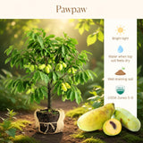 Set of 2 Paw Paw Tree, Pawpaw Tree Live Plant, Bare Roots from 4 to 6 Inches Height, Hardy Fruit Plants for Outdoor Gardening