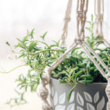 Succulent Plant Live, Trailing Houseplant, Indoor Green Foliage Plant in 4 Inch Pot (String of Dolphins)