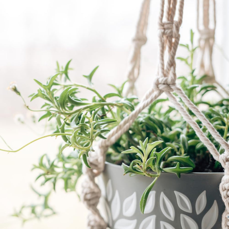 Succulent Plant Live, Trailing Houseplant, Indoor Green Foliage Plant in 4 Inch Pot (String of Dolphins)