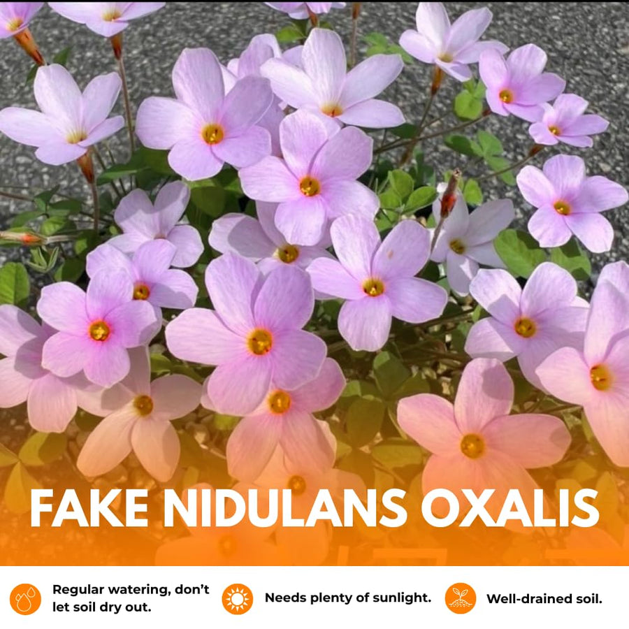Oxalis Plant Live, Shamrock Spring Flower, 4 Inc Pot, Ornamental Oxalis Plant Live for Indoor Outdoor Garden, 4-8'' Tall (Purple)