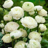 Ranunculus Bulbs, 25 Ranunculus Bulbs, French Peony Style Buttercup Corms, Spring Blooming Garden Flowers, Vibrant Flower Plant (White Ranunculus)