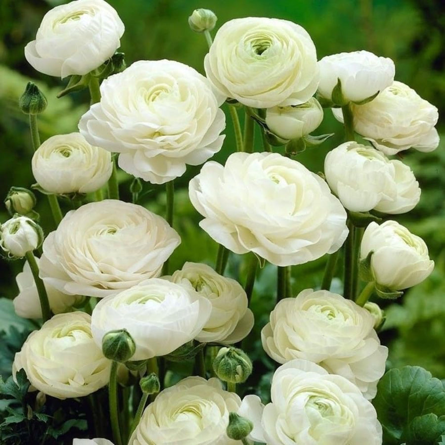 Ranunculus Bulbs, 25 Ranunculus Bulbs, French Peony Style Buttercup Corms, Spring Blooming Garden Flowers, Vibrant Flower Plant (White Ranunculus)