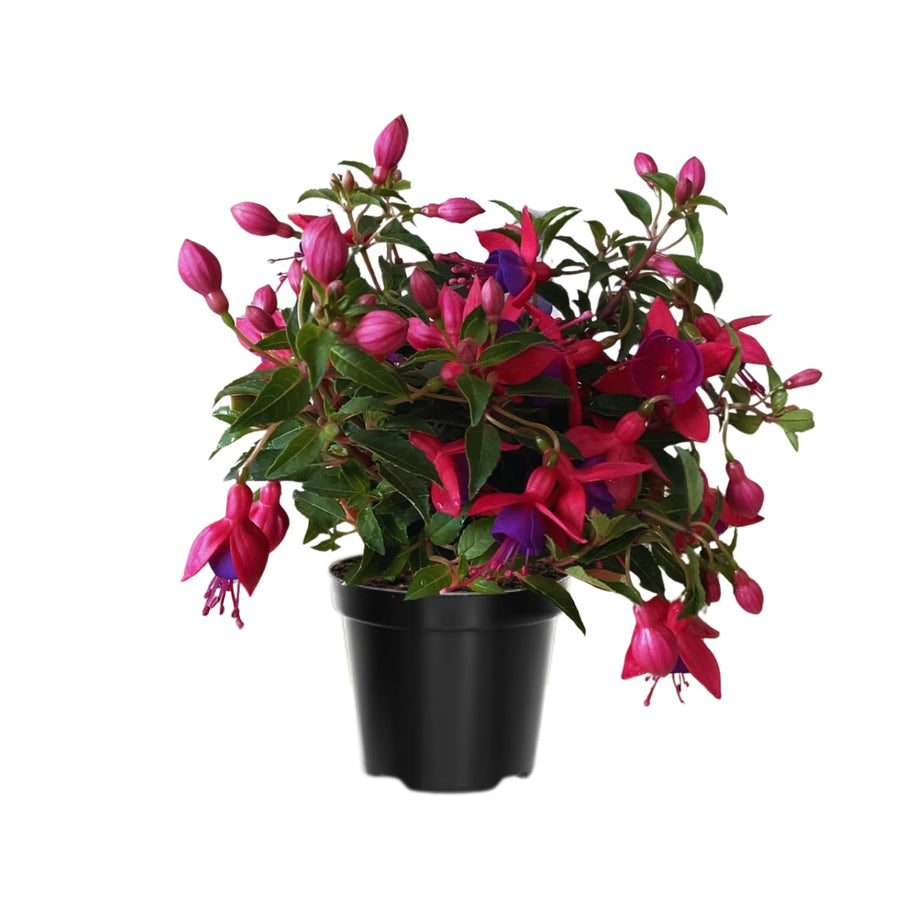 4 Fuchsia Flower Plants from 4 Inches Tall, Purple Red Fuchsia Plants Live