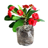 Euphorbia Milii Live Plant, Crown of Thorns Live Plant, Mix Flower Houseplant, 5-8 Inc Tall, Cold Hardy (Red)
