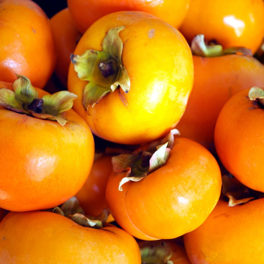 Sweet Persimmon Live Tree for Planting, Edible Fruit Plant for Backyard Garden, Cold-Hardy Fruit Tree 6-12'' Tall