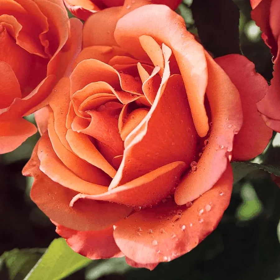 Rose Bush Live Plant - Rose Plant Live Shrub - Bareroot with Soil 5-10 Inch Tall - Fragrant Rose Flowers Heirloom Rose Shrub (Coral Rose)