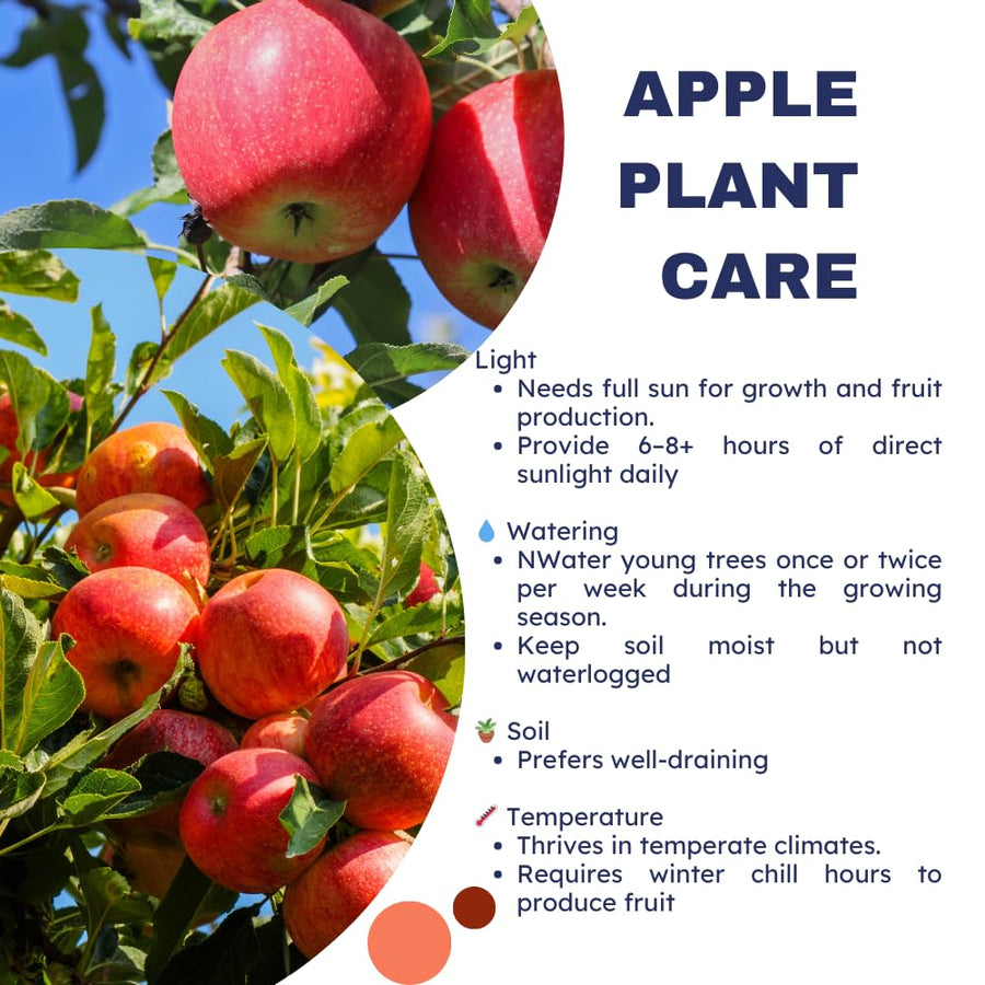 Gala Apple Tree Live Plant 2-3 Feet Tall, Apple Plant Live for Planting, Bareroot, Dormant, Live Apple Tree Plant, Sweet Apple Fruit Tree