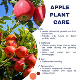 Gala Apple Tree Live Plant for Planting, 2-3 Feet Tall, Sweet Apple Plant Live for Planting, Live Apple Tree Plant, Apple Fruit Tree, Bareroot Dormant in Winter