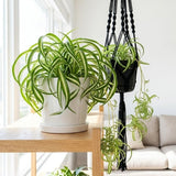 Curly Spider Plant Live, Variegated Spider Plant, 2-4'' Tall, Chlorophytum Comosum, Live Indoor Houseplant for Hanging Basket, Well Rooted, No Pot