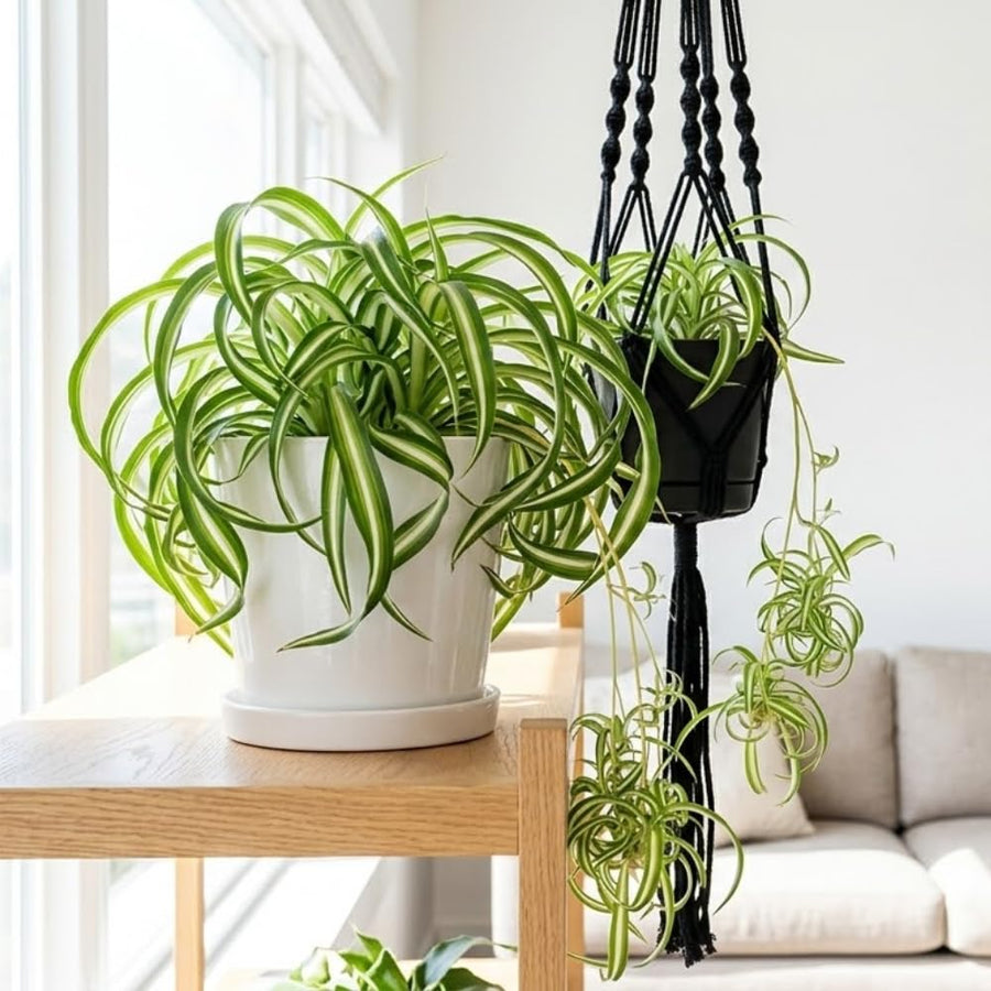 Curly Spider Plant Live, Variegated Spider Plant, 2-4'' Tall, Chlorophytum Comosum, Live Indoor Houseplant for Hanging Basket, Well Rooted, No Pot