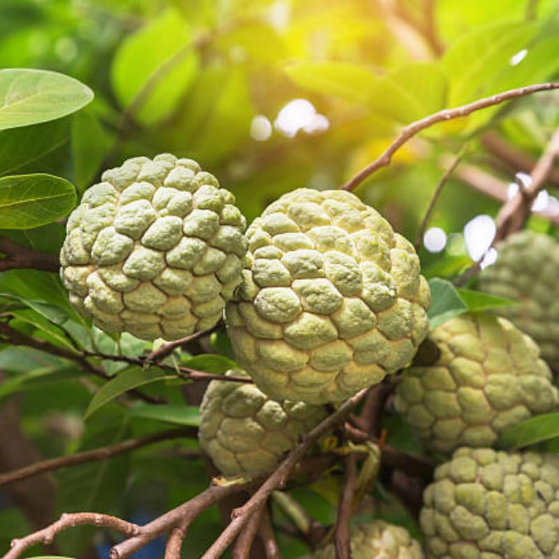 1 Pot Sugar Apple Tree Live Plant 5-10 Inch Tall, Sweet Sugar Apple Plant Live, Annona Squamosa Sugar Apple Fruit Tree