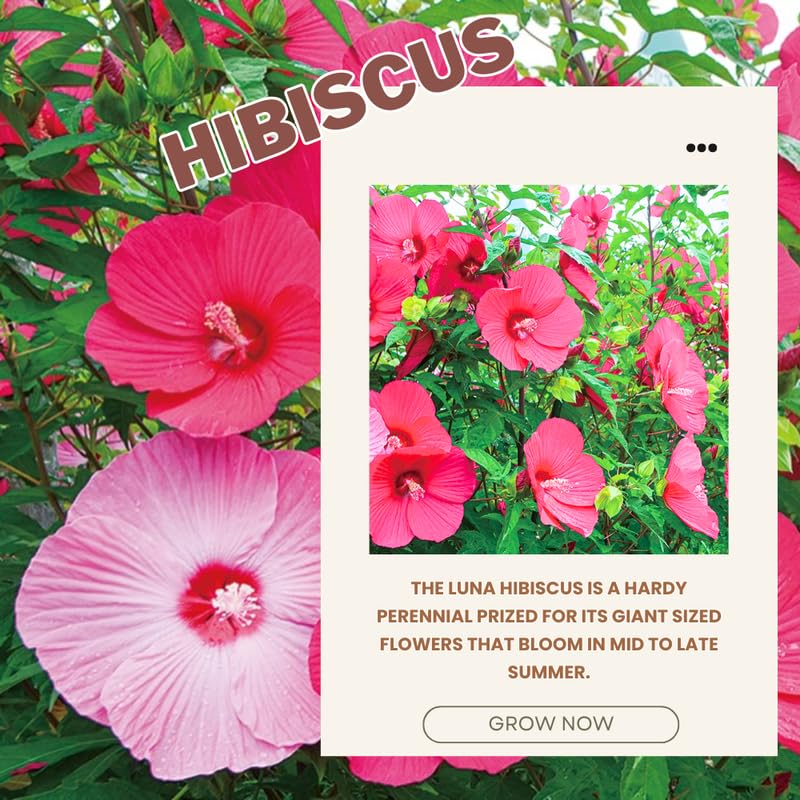 Rose Hibiscus Plant Live, Hardy Hibiscus Flowers for Outdoor Landscapes, 5-9 Inch Height, Ornamental Hibiscus Bush Shrub, Well-Rooted, No Pot