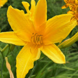 5 Golden Daylily Roots, Hardy Perennial Flower for Garden Beds and Borders Planting, Easy Care, Ready to Grow