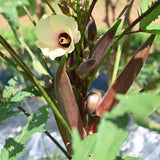 2 Red Okra Plants Live for Planting, Vegetable Plant, 4-8 Inches Tall, High Yield Garden Okra for Beds, Containers, Patio