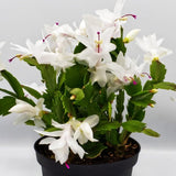 White Thanksgiving Cactus in 4" Pot for Spring Planting, Indoor Outdoor Home Decor