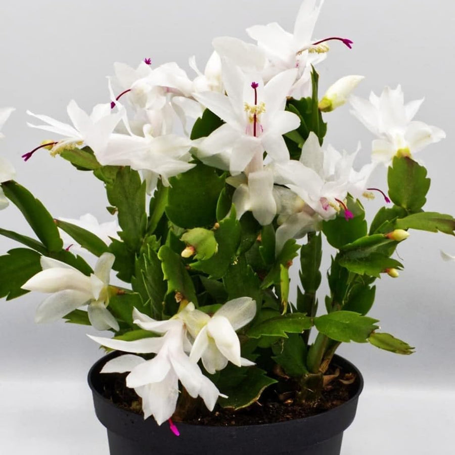 White Thanksgiving Cactus in 4" Pot for Spring Planting, Indoor Outdoor Home Decor