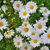 2 White Daisy Plants Live, Daisy Perennials Live Plants Outdoor, 5 to 7 Inc in Height Starter Plants