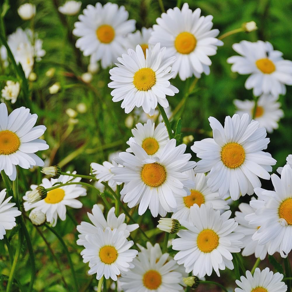 2 White Daisy Plants Live, Daisy Perennials Live Plants Outdoor, 5 to 7 Inc in Height Starter Plants