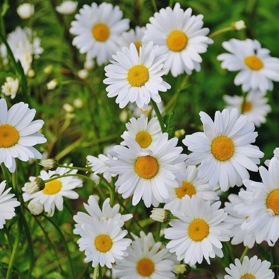 2 White Daisy Plants Live, Daisy Perennials Live Plants Outdoor, 5 to 7 Inc in Height Starter Plants
